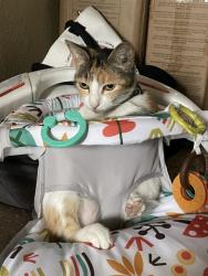 Lost Female Cat last seen Waltrip Ln, San Jose, CA 95118
