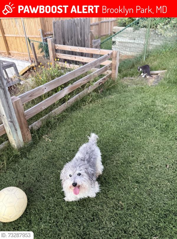 Lost Male Dog last seen Brooklyn park, Brooklyn Park, MD 21225