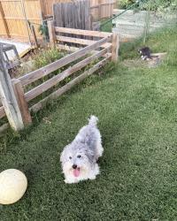 Lost Male Dog last seen Brooklyn park, Brooklyn Park, MD 21225