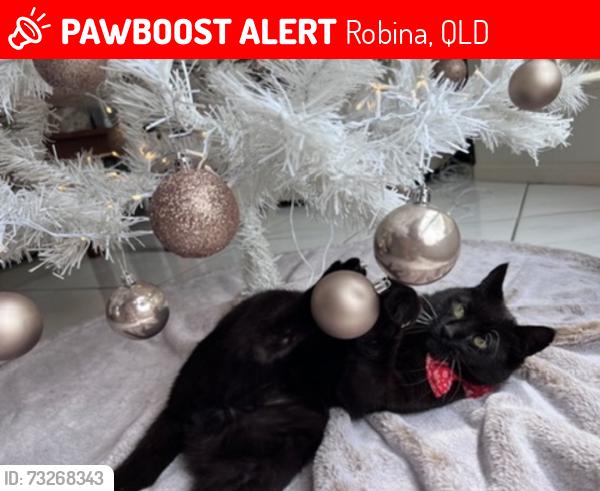 Lost Male Cat last seen Greenwich Ct, Markeri St, Ron Penhaligon Way, Port Jackson Bvd, Q Super Centre, Robina, QLD 4226