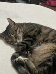 Lost Male Cat last seen Red bird park, Dallas, TX 75236