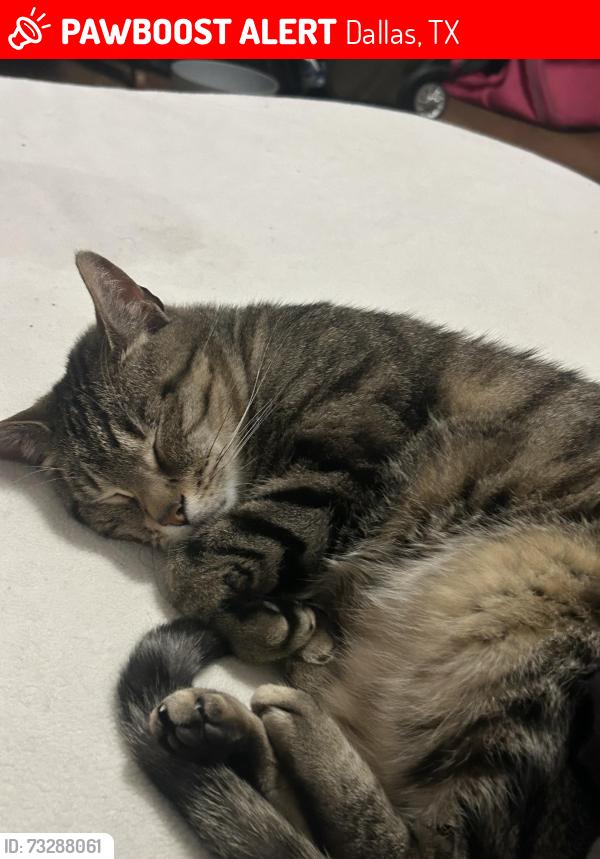 Lost Male Cat last seen Red bird park, Dallas, TX 75236