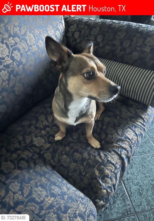 Lost Male Dog last seen sierra grande dr Houston tx, Houston, TX 77083