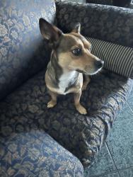Lost Male Dog last seen sierra grande dr Houston tx, Houston, TX 77083