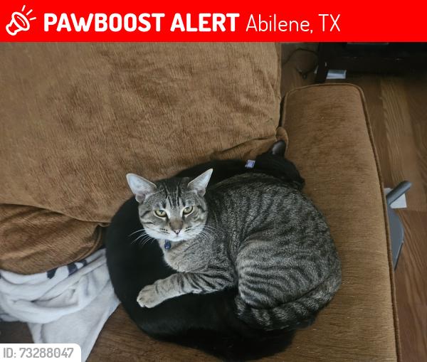 Lost Male Cat last seen Reading st and Grape st, Abilene, TX 79603