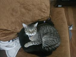 Lost Male Cat last seen Reading st and Grape st, Abilene, TX 79603