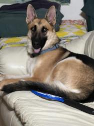 Reunited Male Dog last seen 4th St NW, Albuquerque, NM, USA, Albuquerque, NM 87104