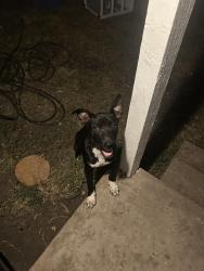 Found/Stray Male Dog last seen Alabama Ave & E Corning Ave, Dallas, TX 75216