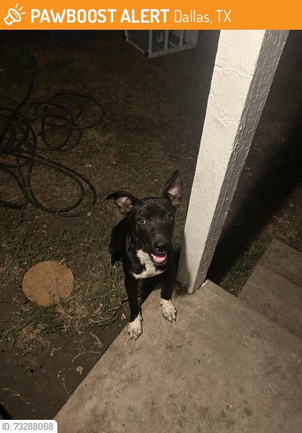 Found/Stray Male Dog last seen Alabama Ave & E Corning Ave, Dallas, TX 75216