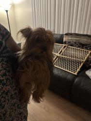 Reunited Female Dog last seen Grant swan, Tucson, AZ 85712