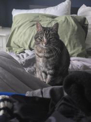 Lost Female Cat last seen callingwood market, Edmonton, AB T5T 2J4