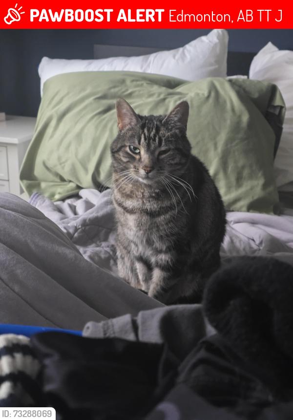 Lost Female Cat last seen callingwood market, Edmonton, AB T5T 2J4