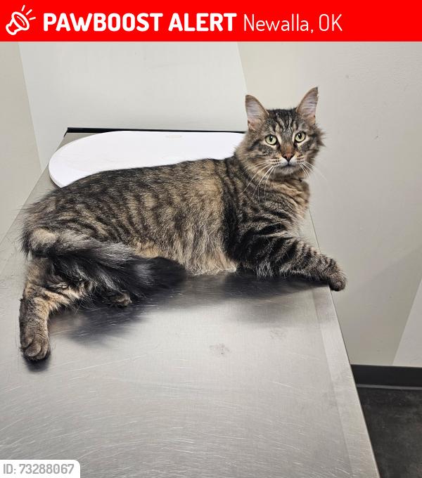 Lost Male Cat last seen Harrah Newalla Rd and Tecumseh, Newalla, OK 74857