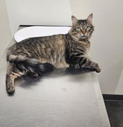 Lost Male Cat last seen Harrah Newalla Rd and Tecumseh, Newalla, OK 74857
