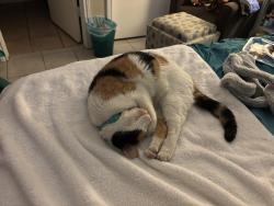 Reunited Female Cat last seen Cranberry Hill/Rolling Stone, San Antonio, TX 78254