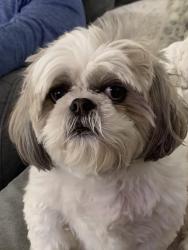 Reunited Male Dog last seen Winding Creek, Millstone Township, NJ 08535