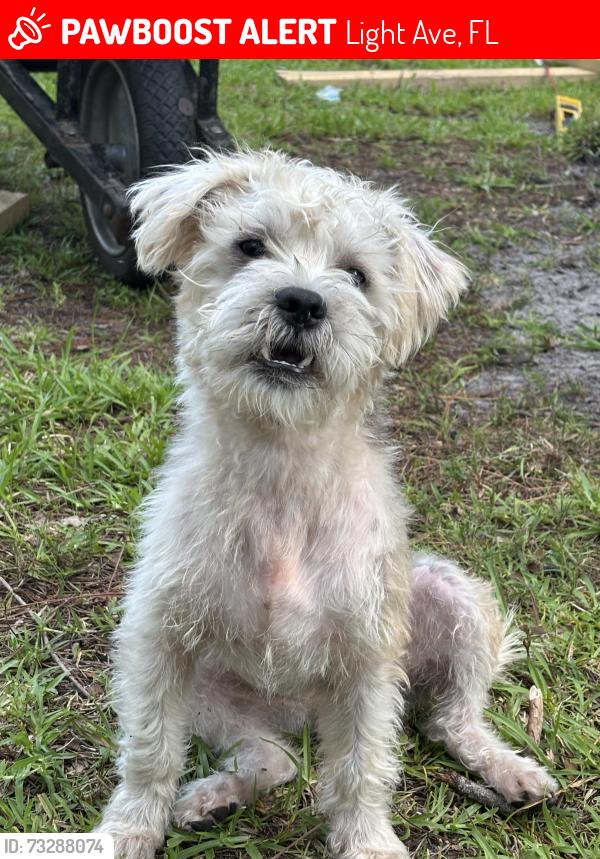 Lost Male Dog last seen On light ave street in Flagler est, Light Ave, FL 32145