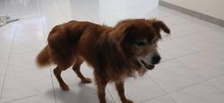 Lost Male Dog last seen Garaje abandonado en Hoya Mala, Hoya Mala, San Sebastián 00685