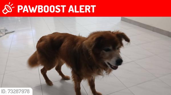 Lost Male Dog last seen Garaje abandonado en Hoya Mala, Hoya Mala, San Sebastián 00685