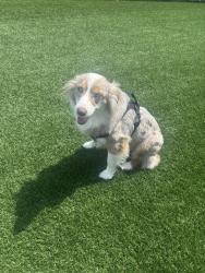 Lost Female Dog last seen Altair At The Preserve, O'Fallon, MO 63368