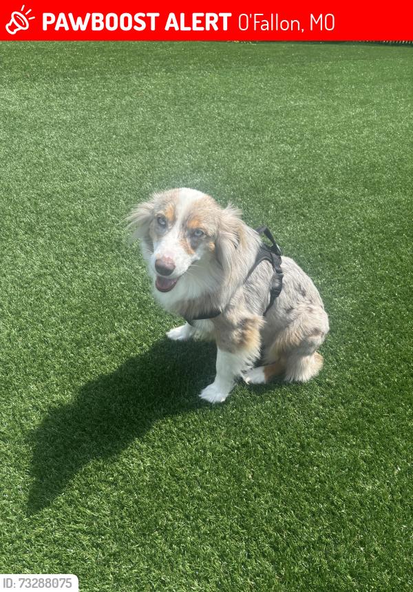 Lost Female Dog last seen Altair At The Preserve, O'Fallon, MO 63368