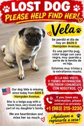 Lost Female Dog last seen Near E Hampden av Denver co 80231, Denver, CO 80231