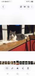 Lost Male Cat last seen N Bosque loop Behind McDonalds, Bosque Farms, NM 87068