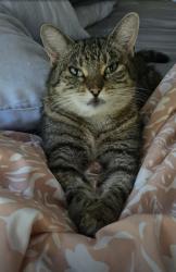 Lost Female Cat last seen Franklin Meadows Dr and Weddington Rd, Chestnut Neighborhood, Matthews, NC 28105
