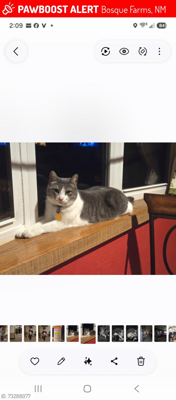 Lost Male Cat last seen N Bosque loop Behind McDonalds, Bosque Farms, NM 87068