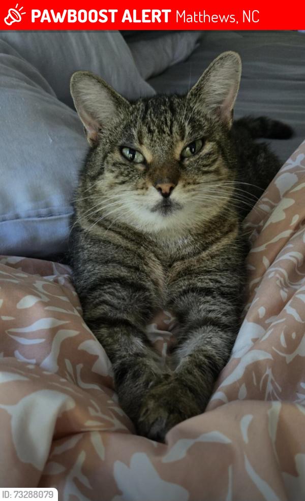Lost Female Cat last seen Franklin Meadows Dr and Weddington Rd, Chestnut Neighborhood, Matthews, NC 28105
