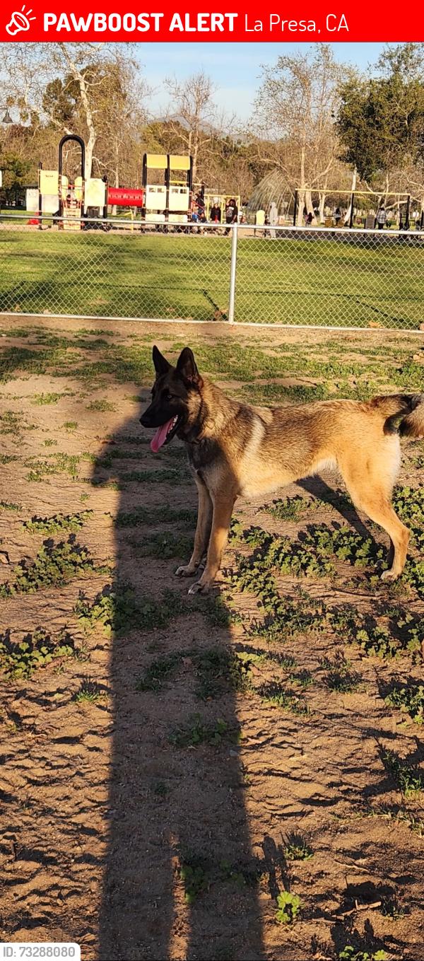 Lost Male Dog last seen Wolford dr, La Presa, CA 91977