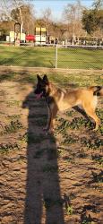 Lost Male Dog last seen Wolford dr, La Presa, CA 91977