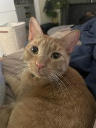 Reunited Male Cat last seen Gardner and Summit - May also be on Belmont, Jersey City, NJ 07304
