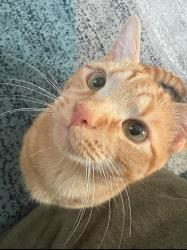 Lost Male Cat last seen Dearborn Drive, Durham, NC 27704