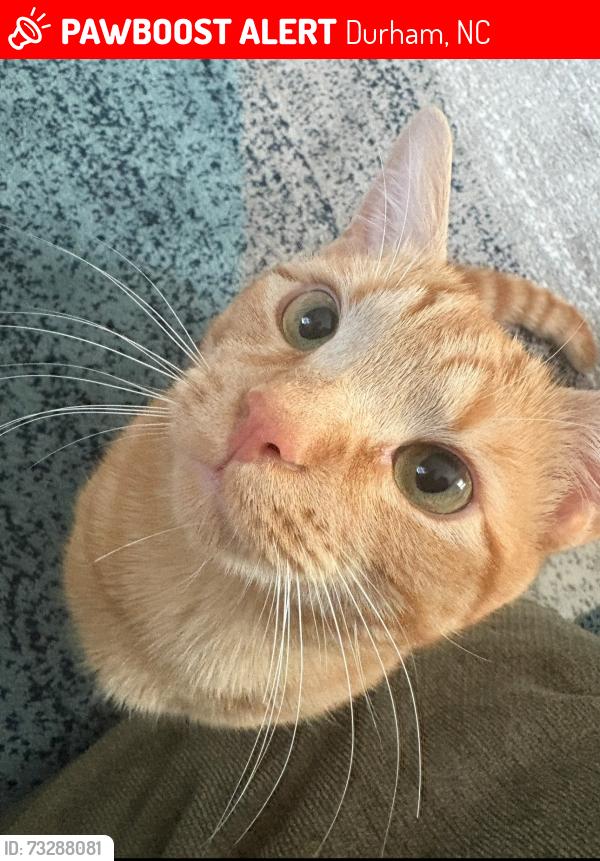 Lost Male Cat last seen Dearborn Drive, Durham, NC 27704