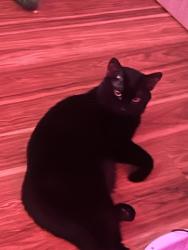 Lost Male Cat last seen Bloomington mn, Bloomington, MN 55431
