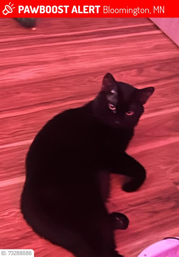 Lost Male Cat last seen Bloomington mn, Bloomington, MN 55431