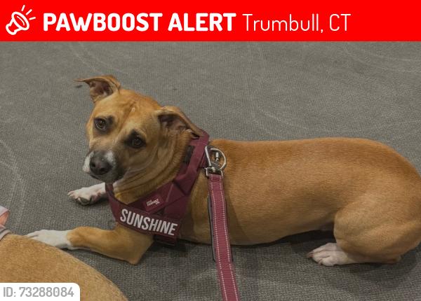 Lost Female Dog last seen Daniels Farm Road, 77 putting green road Trumbull, CT, Trumbull, CT 06611