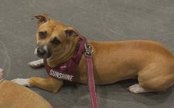 Lost Female Dog last seen Daniels Farm Road, 77 putting green road Trumbull, CT, Trumbull, CT 06611