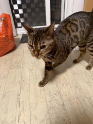 Found/Stray Female Cat last seen Huntington blvd, Hoffman Estates, IL 60192