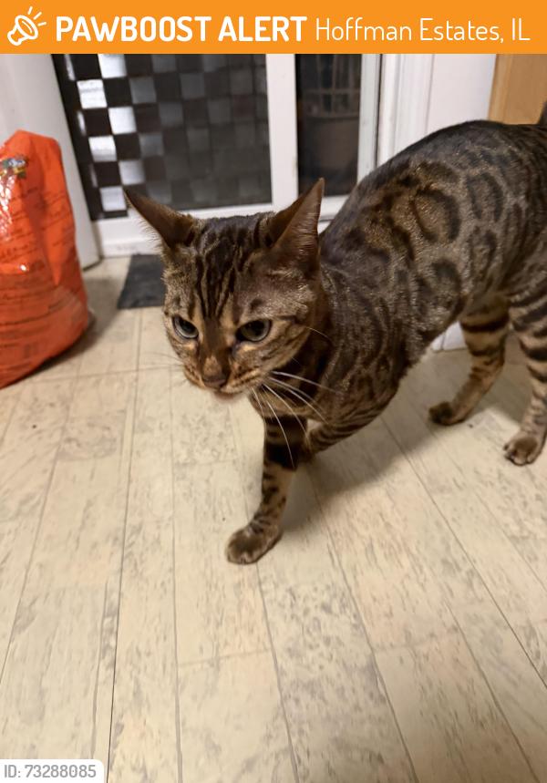 Found/Stray Female Cat last seen Huntington blvd, Hoffman Estates, IL 60192