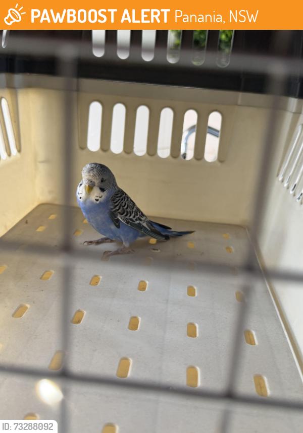Found/Stray Male Bird last seen Lambeth reserve, Panania, NSW 2213