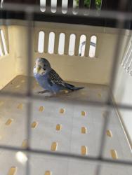 Found/Stray Male Bird last seen Lambeth reserve, Panania, NSW 2213