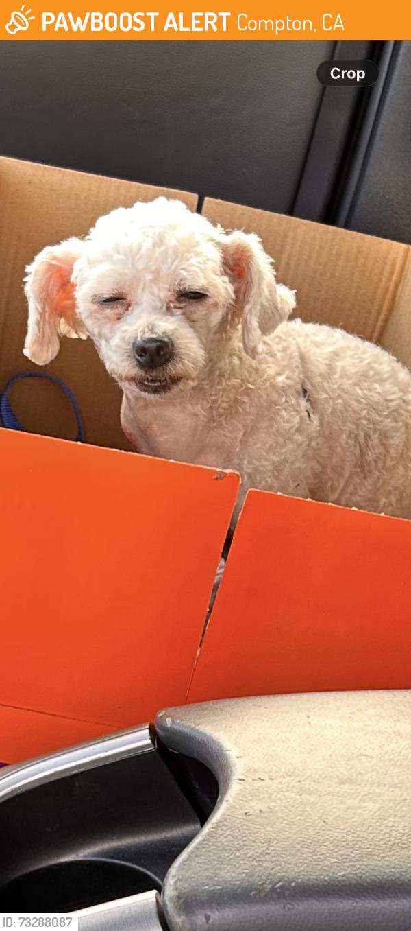 Found/Stray Male Dog last seen Whaley Middle School, Compton, CA 90221