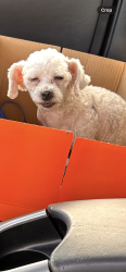 Found/Stray Male Dog last seen Whaley Middle School, Compton, CA 90221