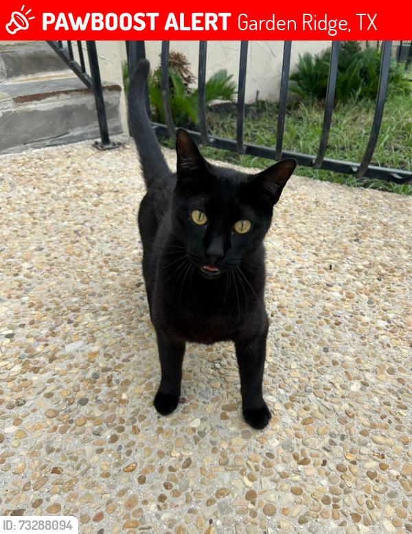 Lost Male Cat last seen Last seen in Trophy Oaks Neighborhood., Garden Ridge, TX 78266