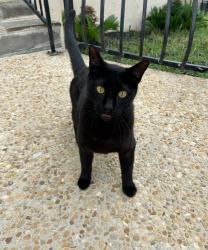 Lost Male Cat last seen Last seen in Trophy Oaks Neighborhood., Garden Ridge, TX 78266