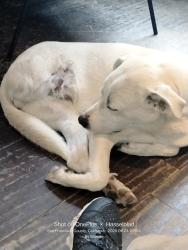 Lost Male Dog last seen Chestnut and lyon, San Francisco, CA 94123