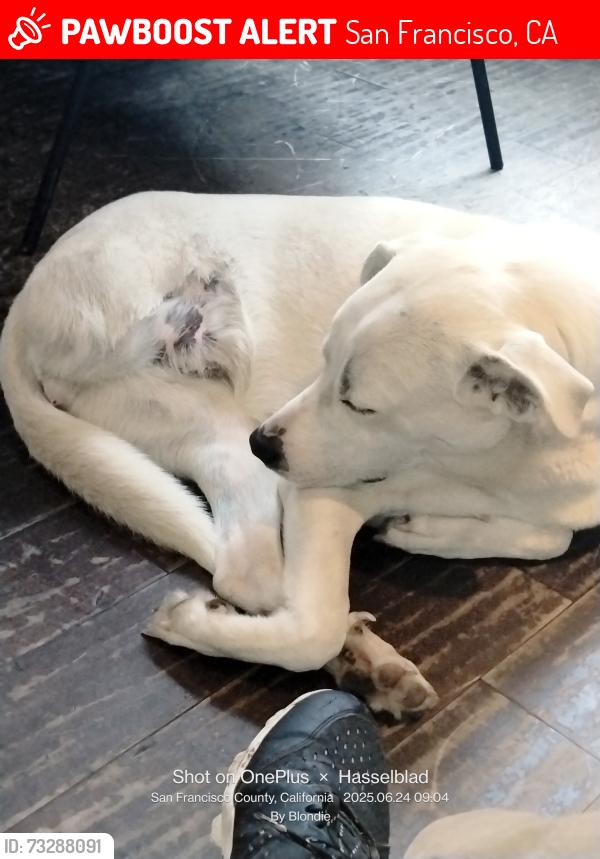 Lost Male Dog last seen Chestnut and lyon, San Francisco, CA 94123