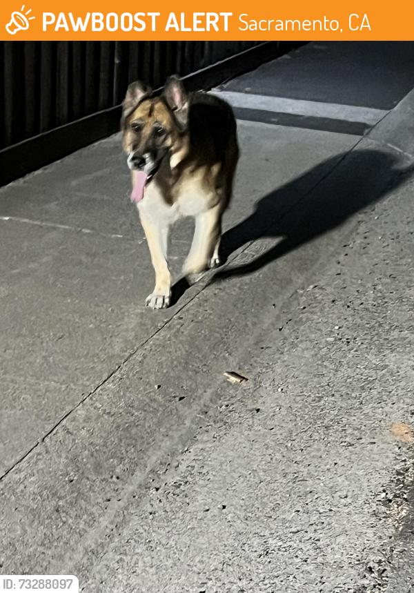 Found/Stray Unknown Dog last seen Gold Run / Corte Leone way, Sacramento, CA 95842